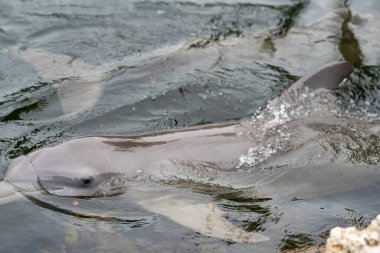 Dolfin, hareket fotoğrafında.