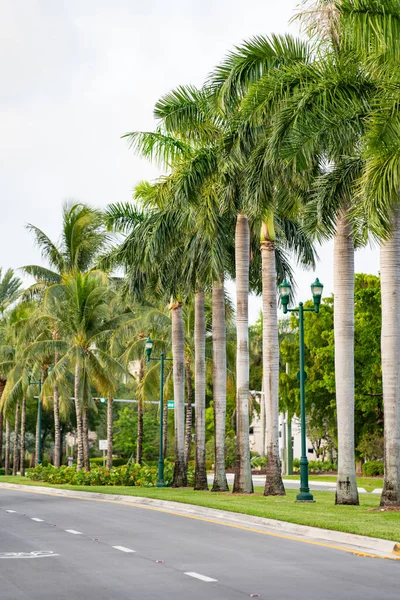 Palm Fronds Country Club Drive Aventura Usa — Stock Photo, Image