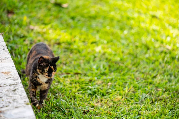 Kırpılmış Kulaklı Sokak Kedisi Çimenlerde Yürüyor — Stok fotoğraf