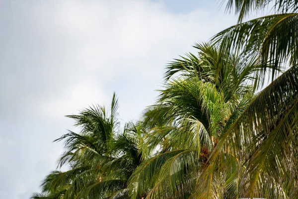 Closeup棕榈树树群照片 — 图库照片