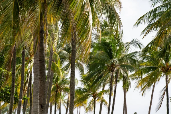 只有棕榈树热带背景照片 — 图库照片