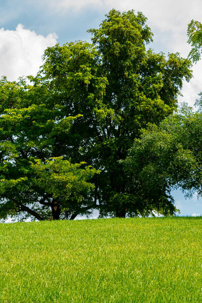 Tree behind a field of green grass