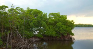 Florida Mangrove 'un gölde yürüdüğü doğa sahnesi