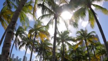 Gopro Kahramanı 9 'un el kamerasıyla çekilen palmiye ağaçlarının hareket görüntüleri.