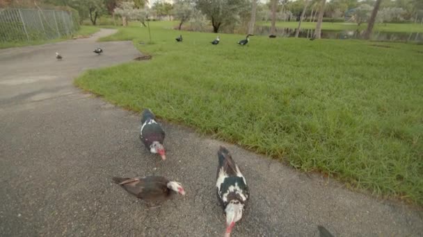 Ducks Grazing Park — Stock Video