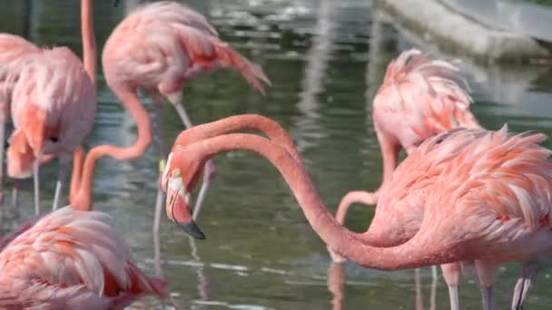Flamingo Socializando Video Vida Silvestre — Vídeos de Stock