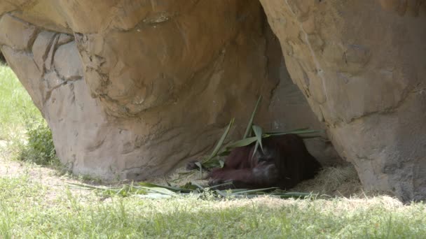 Orangután Escondido Bajo Las Rocas Imágenes Vida Silvestre — Vídeos de Stock