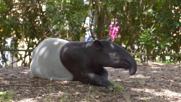 Tieraufnahmen Vom Malaysischen Tapir — Stockvideo