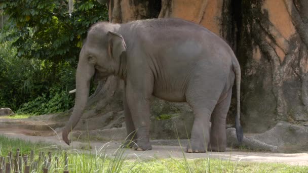 Asiático Elefante Pastoreo Fauna Material Archivo — Vídeos de Stock
