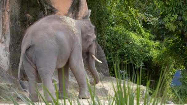 Elefante Africano Vista Trasera Vídeo — Vídeos de Stock