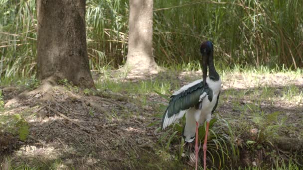 Black Necked Stork Wildlife Footage — Stock Video