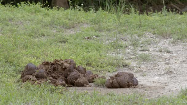 Rhinoceros Pile Poop Wildlife Footage — Stock Video