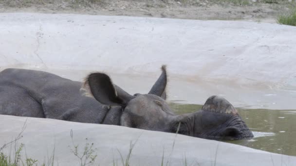 Rinoceronte Soplando Burbujas Agua Imágenes Vida Silvestre — Vídeos de Stock