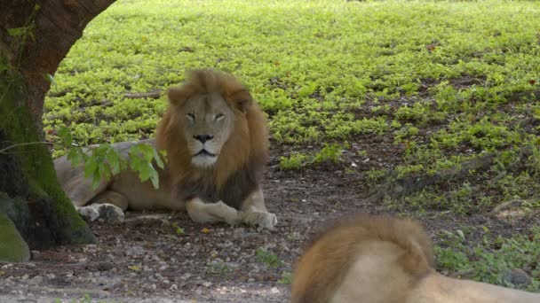 León Rey Selva Imágenes Vida Silvestre — Vídeos de Stock