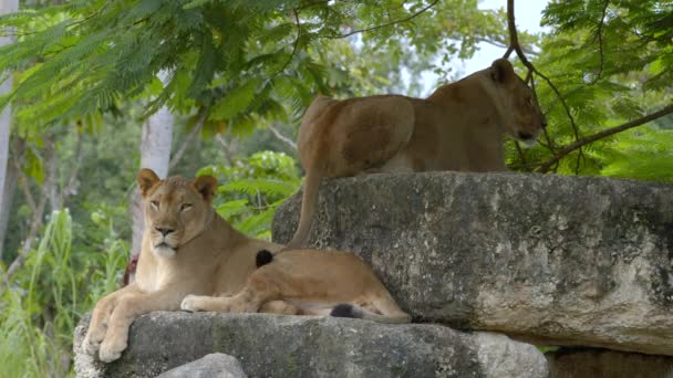 在6K野生动物视频中拍摄的狮子 — 图库视频影像