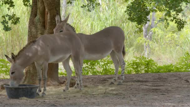 Burros Comiendo Bajo Sombra Imágenes Vida Silvestre — Vídeos de Stock