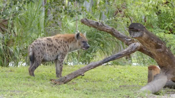 Spotted Hyena Imágenes Vida Silvestre — Vídeos de Stock