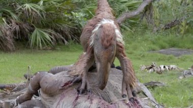 Animatronics Deinonychus dinozor besleme karcus 6k video görüntüsü