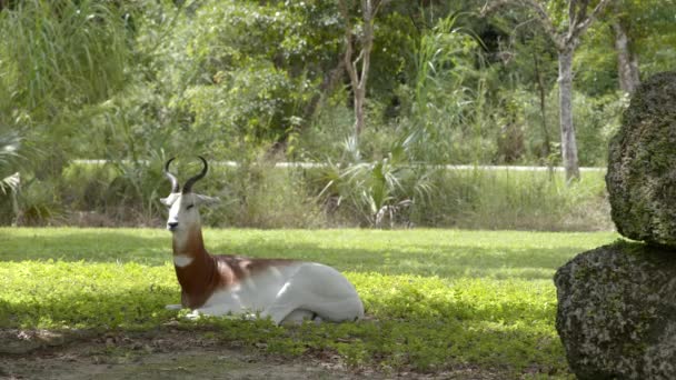 Addra Gazelle Posa Riposo Filmati Fauna Selvatica — Video Stock