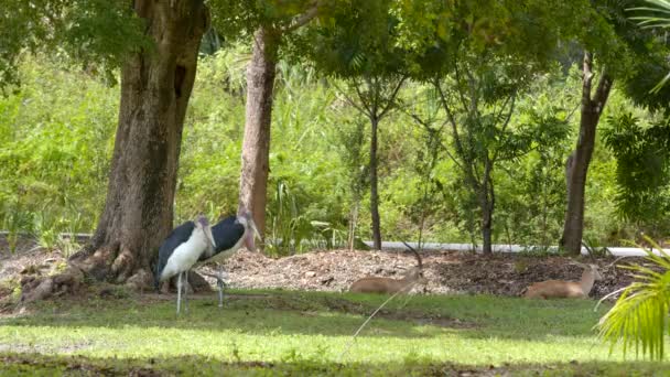 Marabou Stork Wildlife Footage — Stock Video