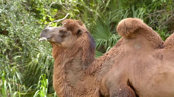 Cammello Schiuma Bocca Filmati Fauna Selvatica — Video Stock