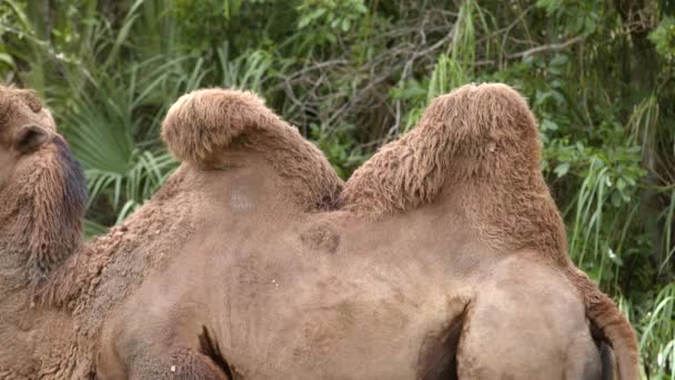Bactrian Camello Doble Joroba Primer Plano Fauna Material Archivo — Vídeos de Stock