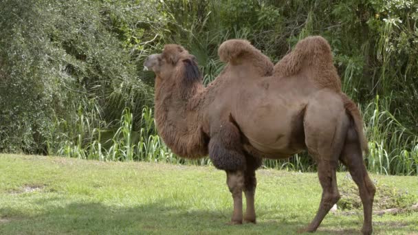 Бактрійський Верблюд Подвійний Горп Wildlife Footage — стокове відео