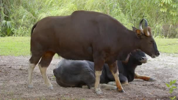 Indian Gaur Crossing Wildlife Video Footage — 图库视频影像