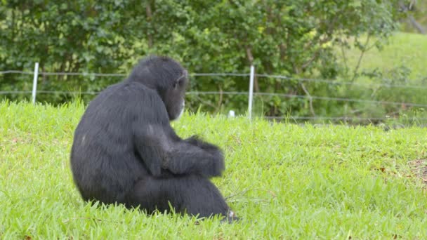 Senior Simio Sentado Hierba Fauna Vídeo — Vídeos de Stock