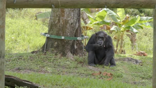 Ape 6K野生动物视频 — 图库视频影像