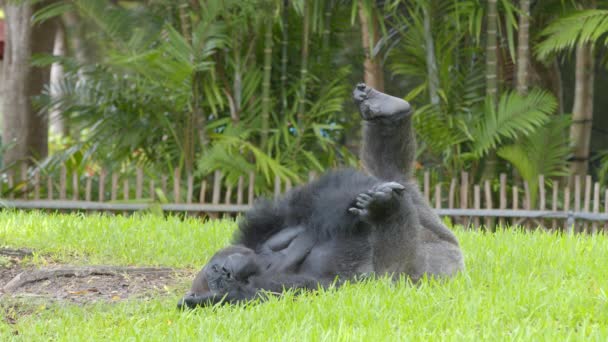 大猩猩躺在草丛中6K野生动物视频镜头 — 图库视频影像