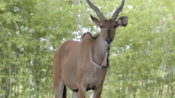 Lowland Nayala Grön Natur Bakgrund Vilda Djur Video — Stockvideo