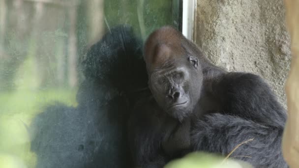 非常悲伤的大猩猩被囚禁6K野生动物镜头 — 图库视频影像
