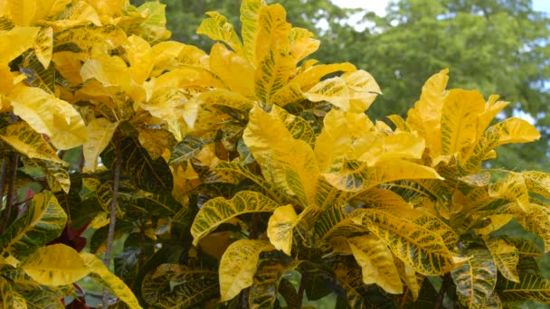 Ζωντανό Κίτρινο Petra Croton Florida Plantlife Βίντεο — Αρχείο Βίντεο