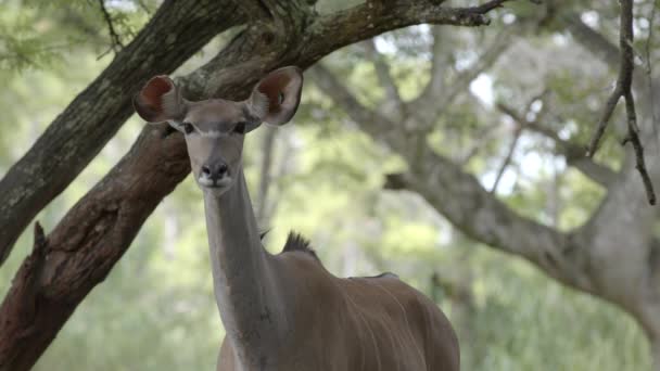 鹿凝视着摄像机6K野生动物镜头 — 图库视频影像