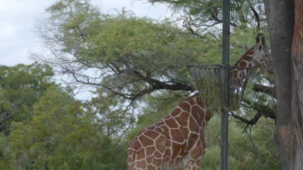 长颈鹿吃提升篮子6K野生动物视频 — 图库视频影像