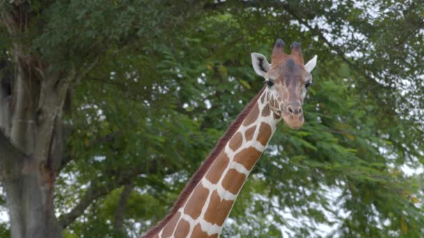 背景为6K野生动物视频的长颈鹿 — 图库视频影像