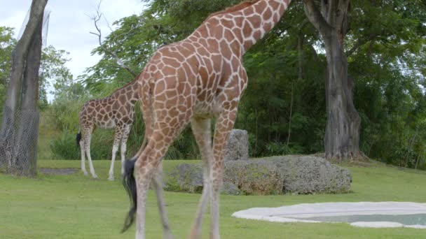 长颈鹿非洲哺乳动物6K野生动物视频 — 图库视频影像