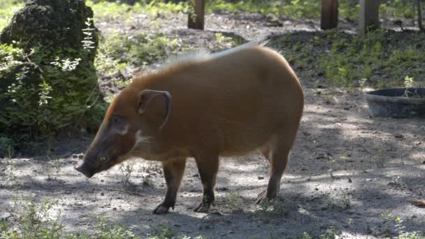 红河猪简介拍摄6K野生动物镜头 — 图库视频影像