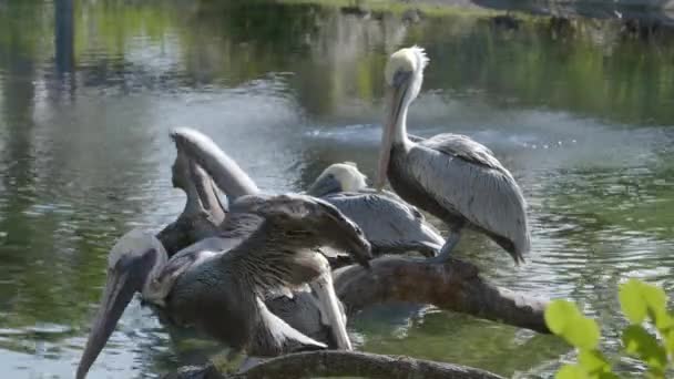 湖上的鹈鹕鸟6K自然录像 — 图库视频影像