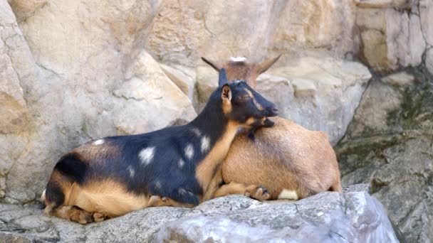 Pareja Cabras Descansando Una Montaña — Vídeos de Stock