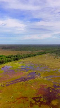 Dikey hava görüntüsü büyük Kıbrıs Ulusal Koruması Florida Everglades