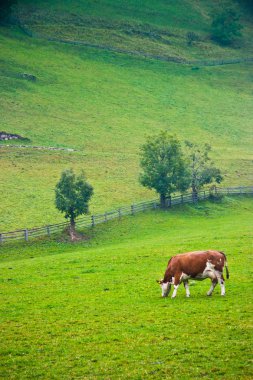 İtalyan kırmızı alaca inek bir arazide Valle Aurina, Brunico, Trentino Alto Adige, İtalya otlatma