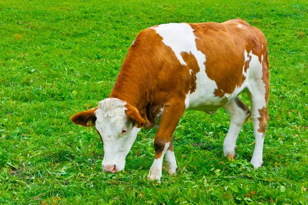 Vaca Italiană Roșie Pied Pășunat Lângă Brunico Trentino Alto Adige — Fotografie, imagine de stoc