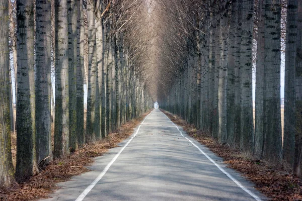 Przekrój Poziomy Długie Proste Drogi Pokryte Przez Wysokie Drzewa Zimie — Zdjęcie stockowe