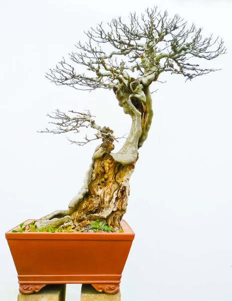 Bonsai Altura Inclinado Árvore Nua Contra Uma Parede Branca — Fotografia de Stock