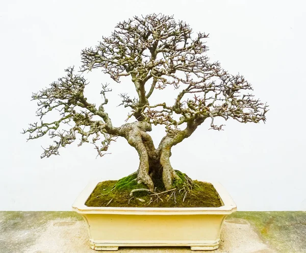 Nagie Drzewo Bonsai Przy Ścianie Biały — Zdjęcie stockowe