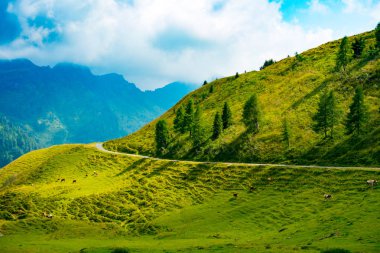 Road yanında Lateis ve Sauris Giulian Alps, Ovaro, Friuli, İtalya'dan Casera Loza tırmanma için otlayan inekler