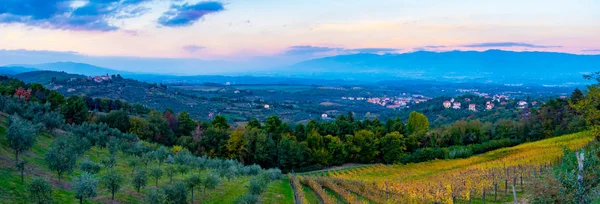 Naplemente Panorámás Kilátást Nyújtó Cavriglia Valdarno Egy Domb Tartozó Olajfák — Stock Fotó