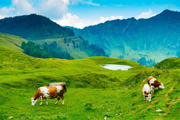 Vacas Pastando Perto Casera Losa Nos Alpes Giulianos Ovaro Udine — Fotografia de Stock
